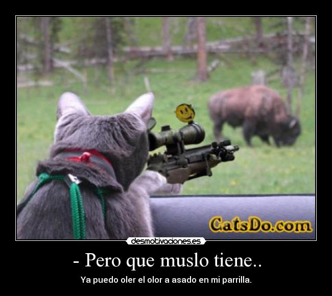 carteles gato punto matar bisonte desmotivaciones