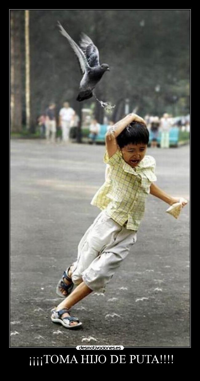 carteles paloma cabrona nino cagado desmotivaciones