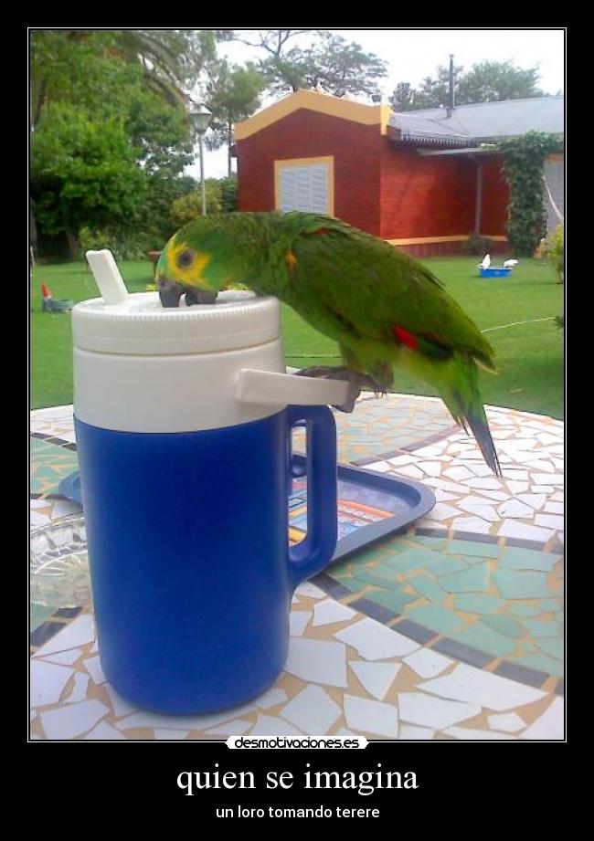 quien se imagina - un loro tomando terere