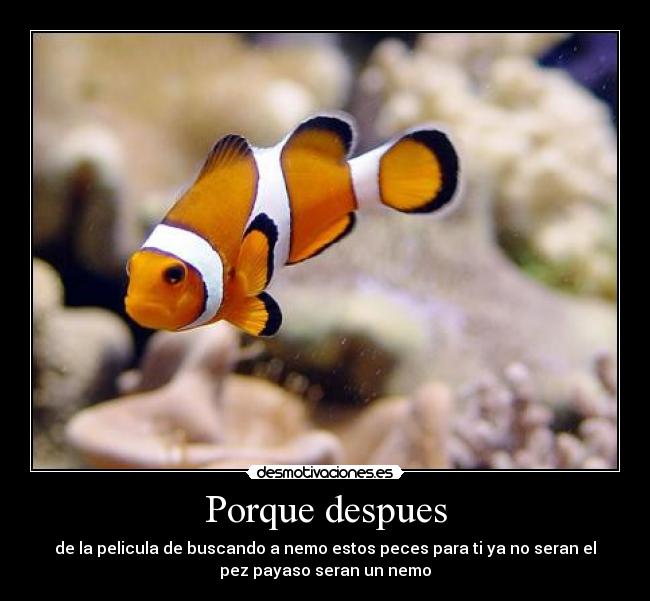 Porque despues - de la pelicula de buscando a nemo estos peces para ti ya no seran el
pez payaso seran un nemo
