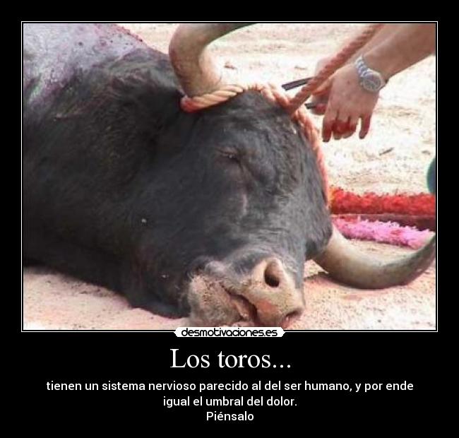 Los toros... - 