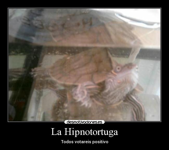 carteles tortuga desmotivaciones