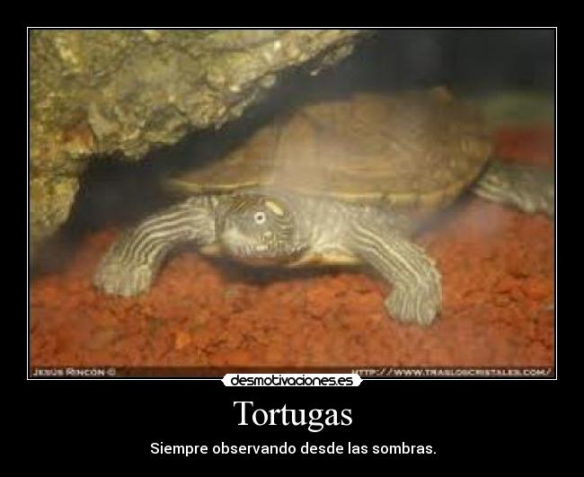 Tortugas - Siempre observando desde las sombras.