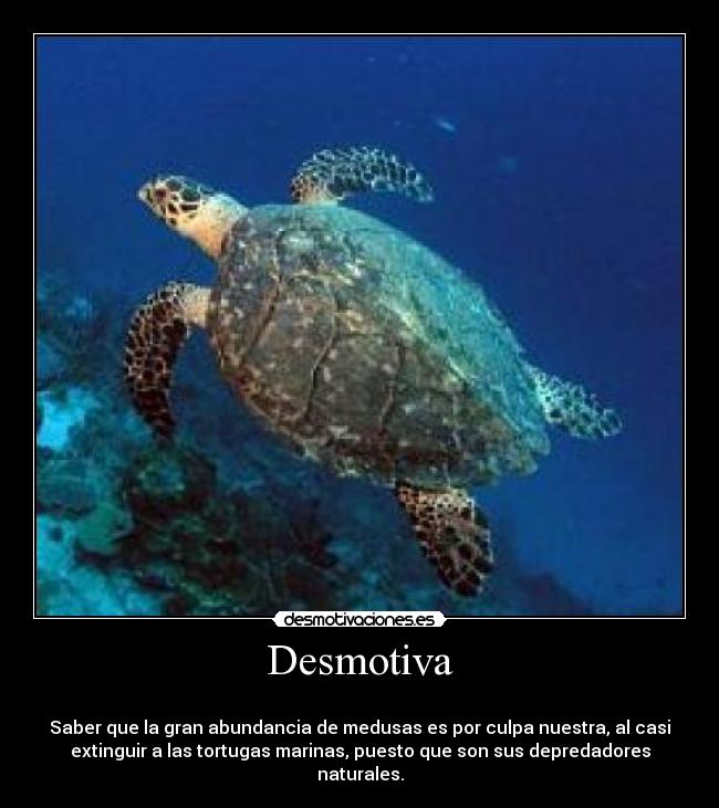 Desmotiva -
Saber que la gran abundancia de medusas es por culpa nuestra, al casi
extinguir a las tortugas marinas, puesto que son sus depredadores
naturales.