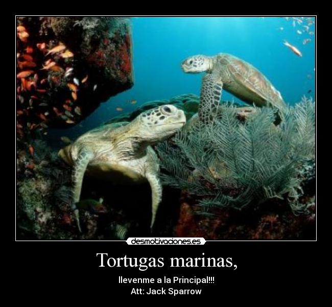 Tortugas marinas, - 