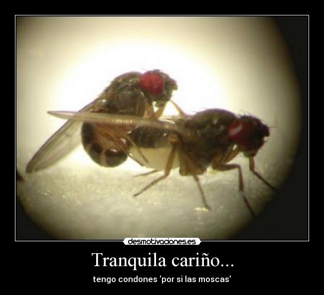 Tranquila cariño... - 