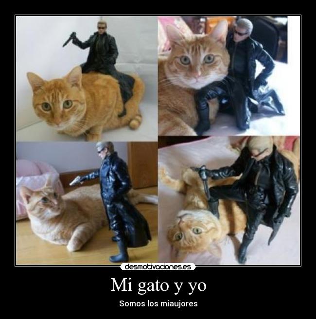 Mi gato y yo - 