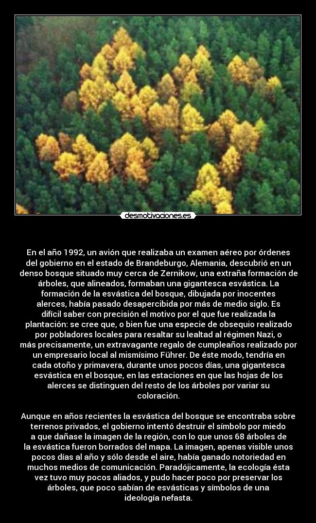 - En el año 1992, un avión que realizaba un examen aéreo por órdenes
del gobierno en el estado de Brandeburgo, Alemania, descubrió en un
denso bosque situado muy cerca de Zernikow, una extraña formación de
árboles, que alineados, formaban una gigantesca esvástica. La
formación de la esvástica del bosque, dibujada por inocentes
alerces, había pasado desapercibida por más de medio siglo. Es
difícil saber con precisión el motivo por el que fue realizada la
plantación: se cree que, o bien fue una especie de obsequio realizado
por pobladores locales para resaltar su lealtad al régimen Nazi, o
más precisamente, un extravagante regalo de cumpleaños realizado por
un empresario local al mismísimo Führer. De éste modo, tendría en
cada otoño y primavera, durante unos pocos días, una gigantesca
esvástica en el bosque, en las estaciones en que las hojas de los
alerces se distinguen del resto de los árboles por variar su
coloración.
Aunque en años recientes la esvástica del bosque se encontraba sobre
terrenos privados, el gobierno intentó destruir el símbolo por miedo
a que dañase la imagen de la región, con lo que unos 68 árboles de
la esvástica fueron borrados del mapa. La imagen, apenas visible unos
pocos días al año y sólo desde el aire, había ganado notoriedad en
muchos medios de comunicación. Paradójicamente, la ecología ésta
vez tuvo muy pocos aliados, y pudo hacer poco por preservar los
árboles, que poco sabían de esvásticas y símbolos de una
ideología nefasta.