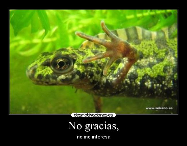 No gracias, - 