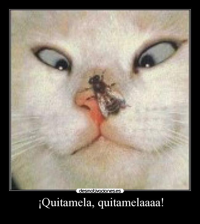 ¡Quitamela, quitamelaaaa! -