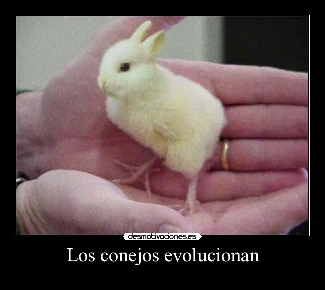 Los conejos evolucionan - 