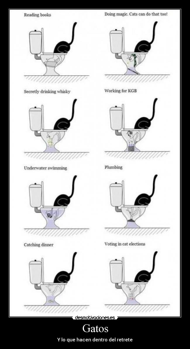Gatos - Y lo que hacen dentro del retrete