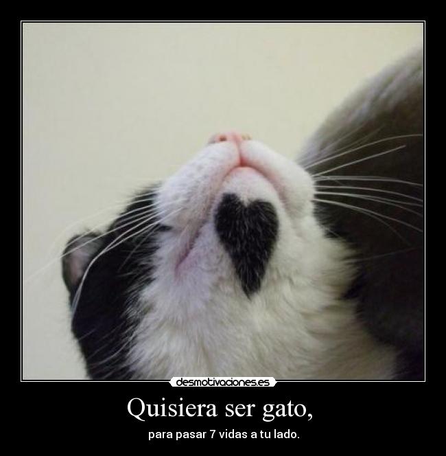 Quisiera ser gato,  - 