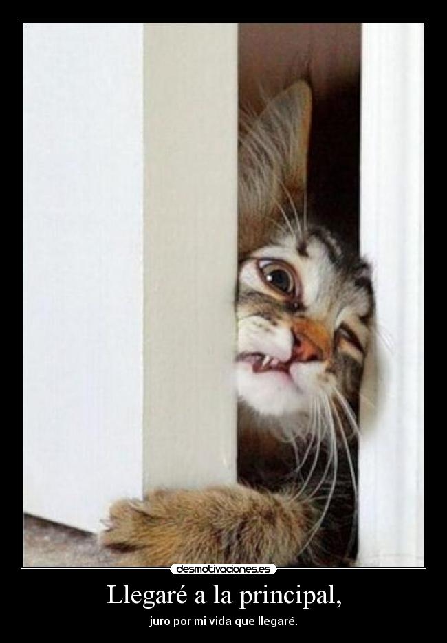 carteles llegare principal juro por vida que llegare desmotivaciones