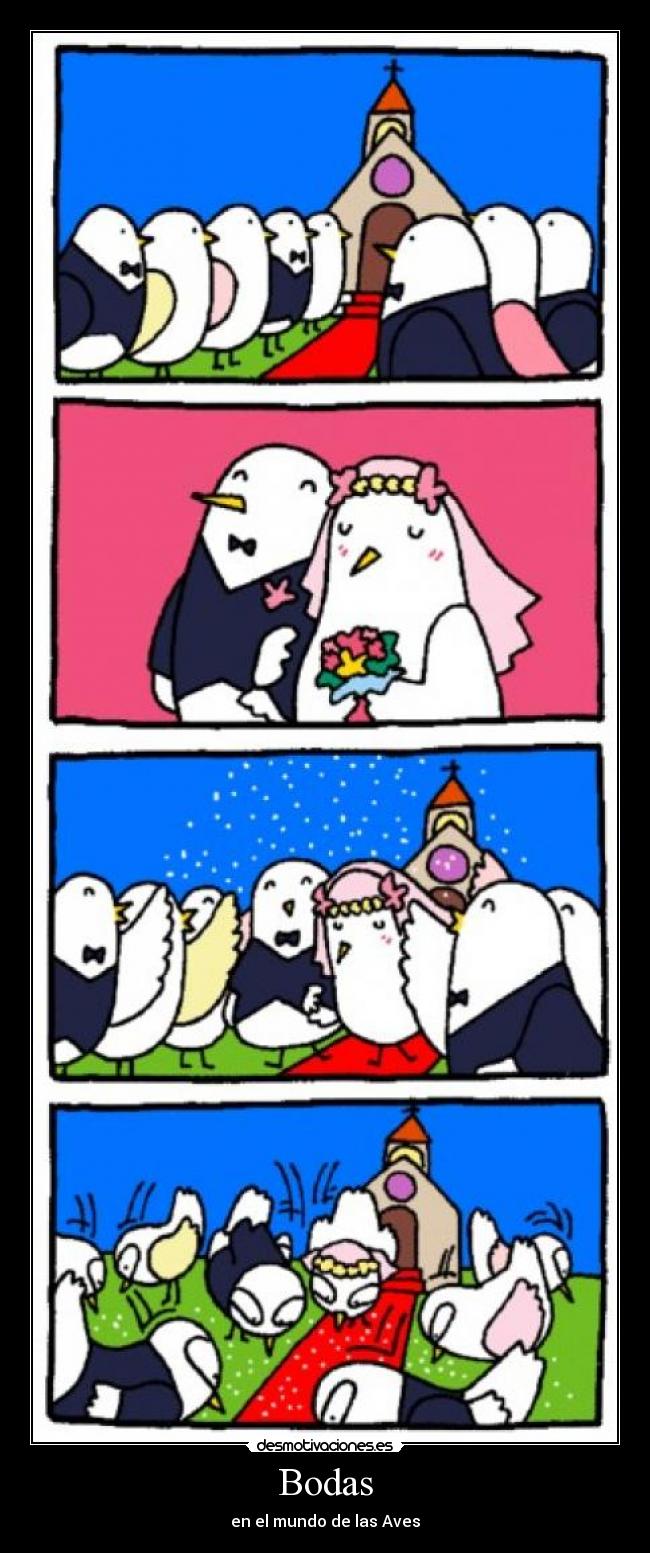 Bodas - en el mundo de las Aves