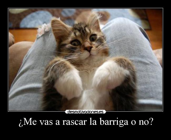 ¿Me vas a rascar la barriga o no? -