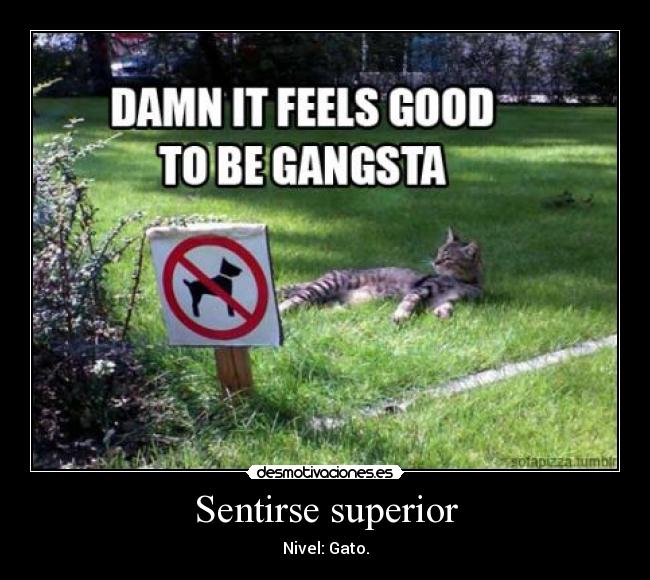 Sentirse superior - Nivel: Gato.