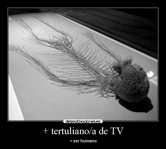+ tertuliano/a de TV - = ser humano