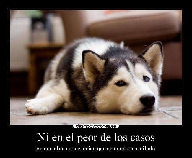 carteles perros desmotivaciones