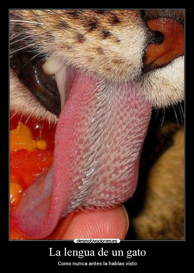 La lengua de un gato -