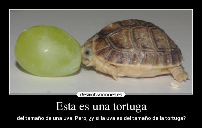 Esta es una tortuga -
