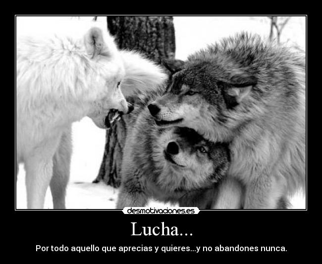 carteles wolfs desmotivaciones