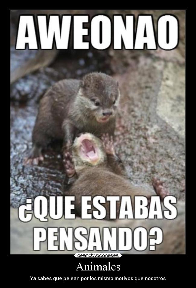 Animales - Ya sabes que pelean por los mismo motivos que nosotros