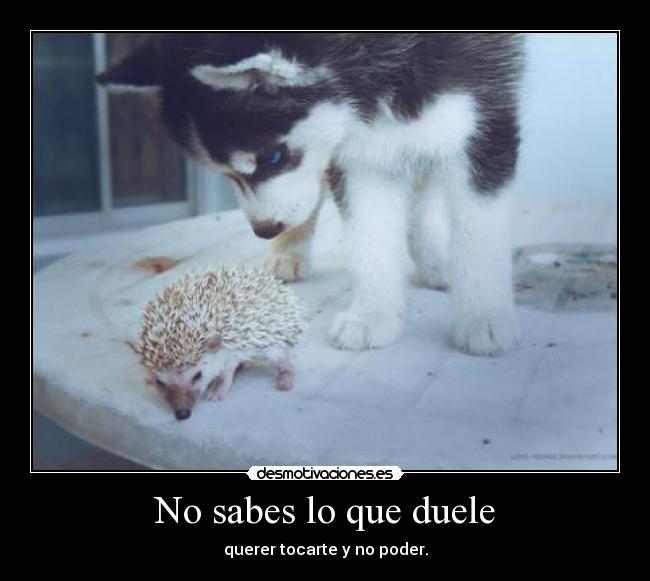 No sabes lo que duele - querer tocarte y no poder.