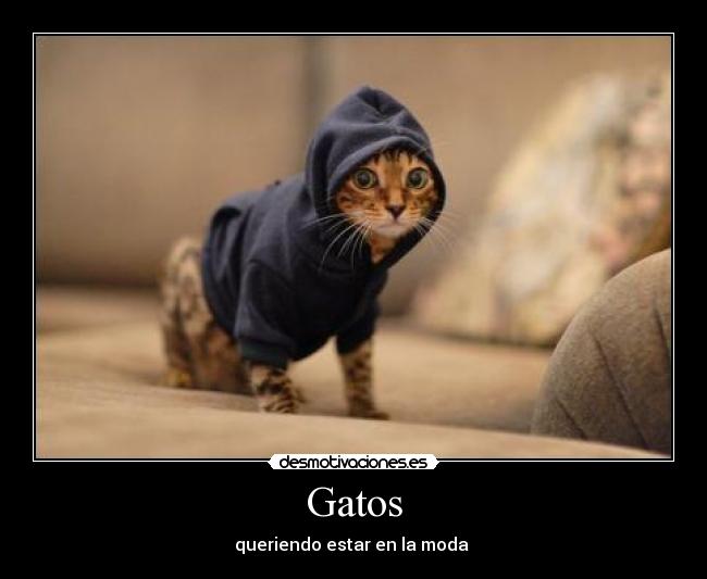 Gatos - queriendo estar en la moda