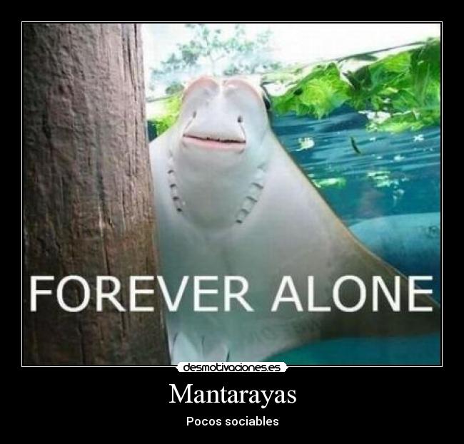 Mantarayas - 