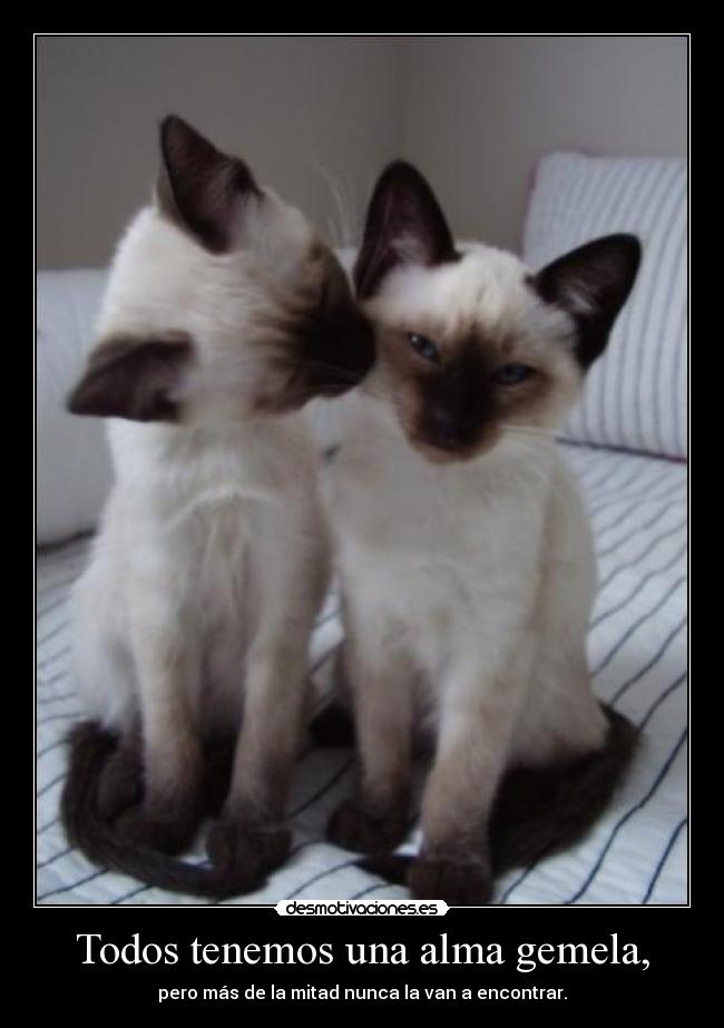 Todos tenemos una alma gemela, - pero más de la mitad nunca la van a encontrar.