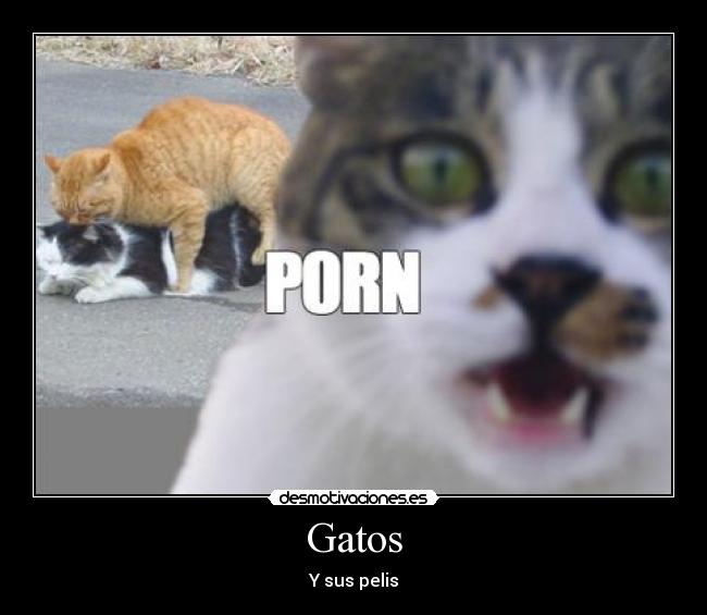 Gatos -