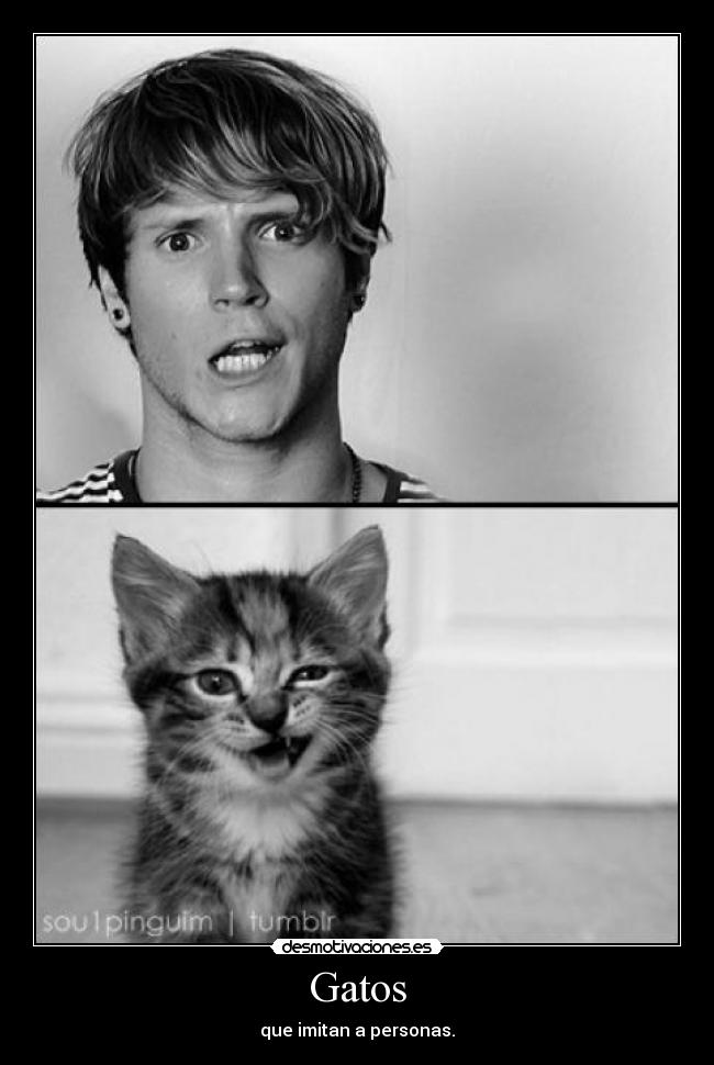Gatos - 