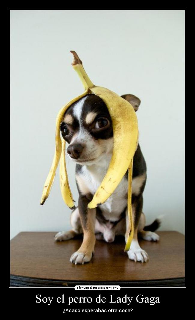 Soy el perro de Lady Gaga -