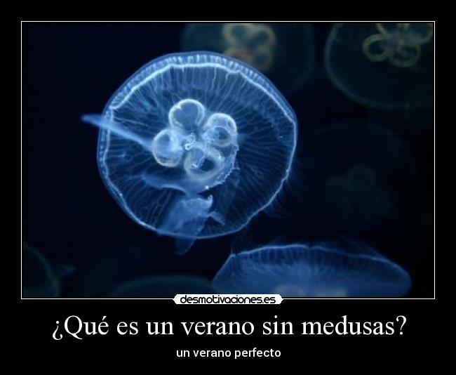 ¿Qué es un verano sin medusas? -