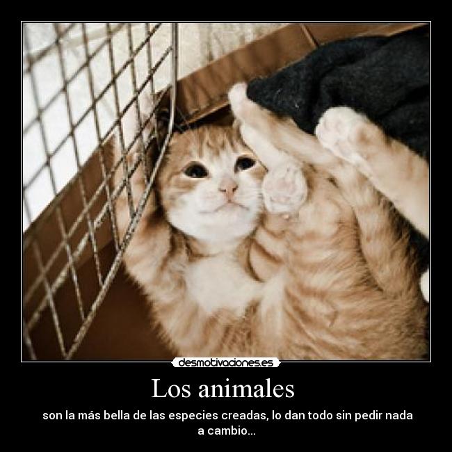 Los animales  - 