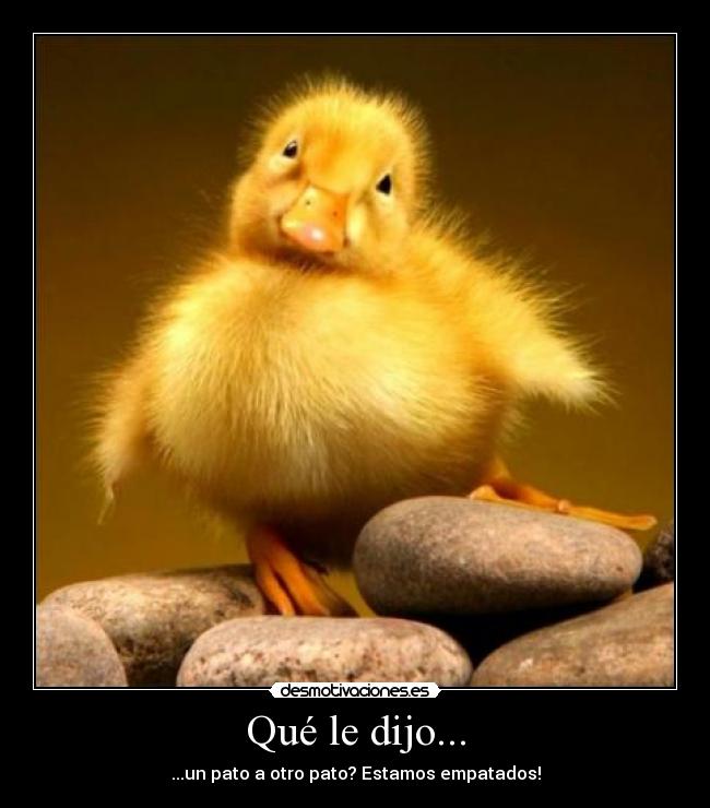 Qué le dijo... - ...un pato a otro pato? Estamos empatados!