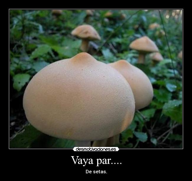 Vaya par.... - De setas.