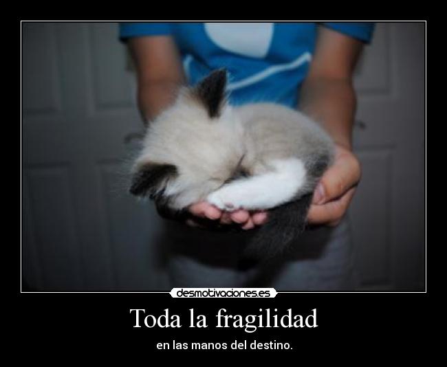 Toda la fragilidad -