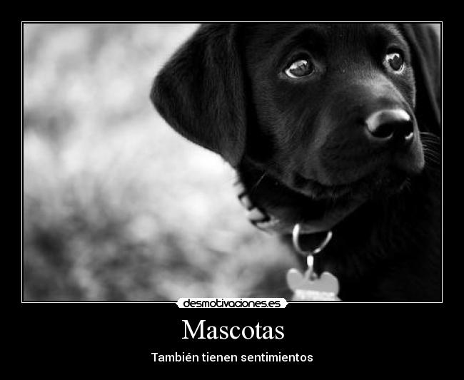 Mascotas - 