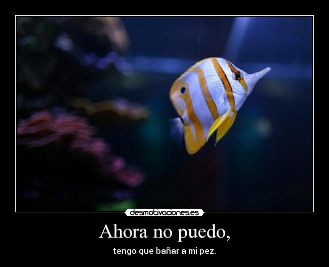 Ahora no puedo, - tengo que bañar a mi pez.