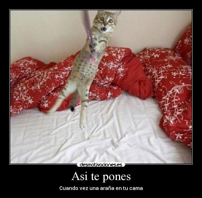 Asi te pones - Cuando vez una araña en tu cama