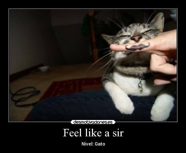Feel like a sir - Nivel: Gato