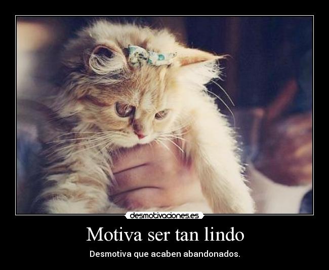 Motiva ser tan lindo - Desmotiva que acaben abandonados.