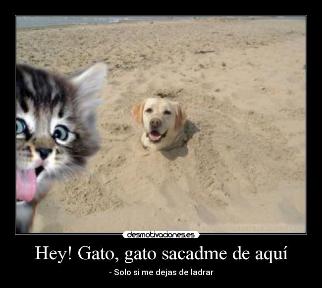 Hey! Gato, gato sacadme de aquí - - Solo si me dejas de ladrar