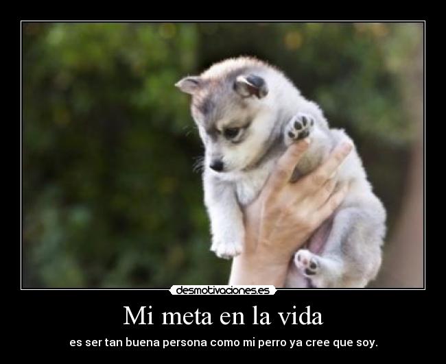 Mi meta en la vida - es ser tan buena persona como mi perro ya cree que soy.