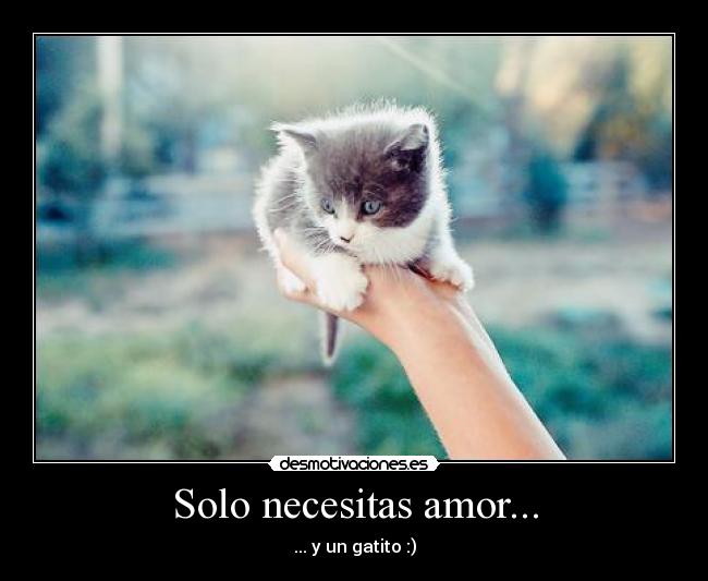 Solo necesitas amor... - ... y un gatito :)