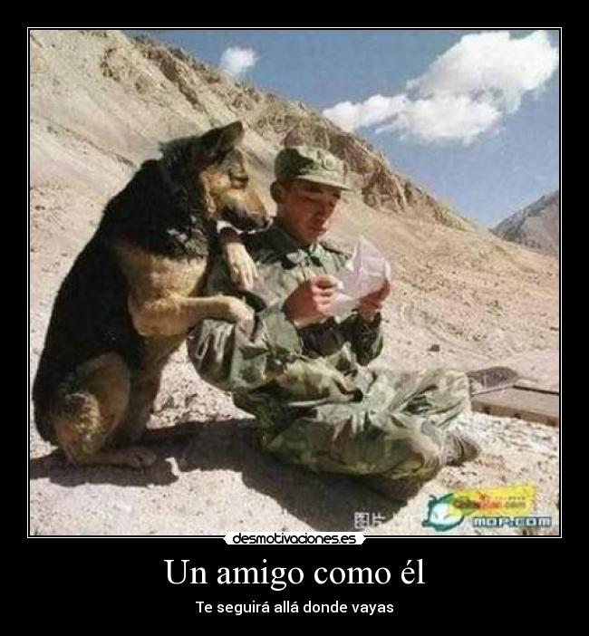 carteles perro amigo fidelidad mascota amor guerra soldado arma cartel sentimiendo desmotivaciones desmotivaciones