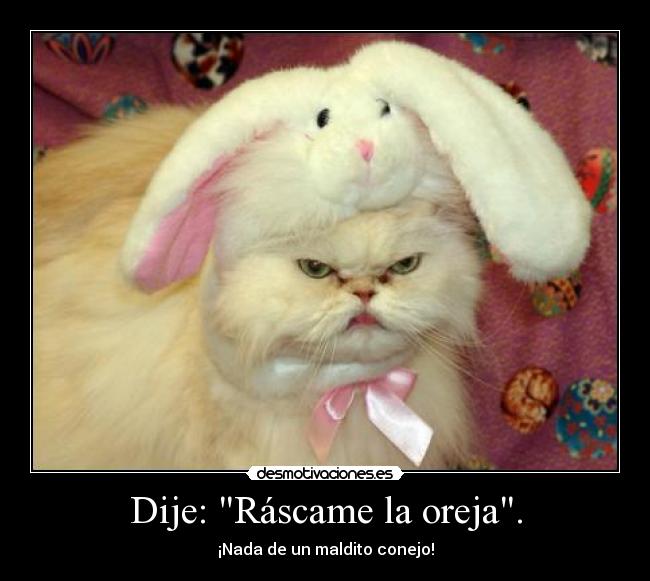 Dije: Ráscame la oreja. - ¡Nada de un maldito conejo!