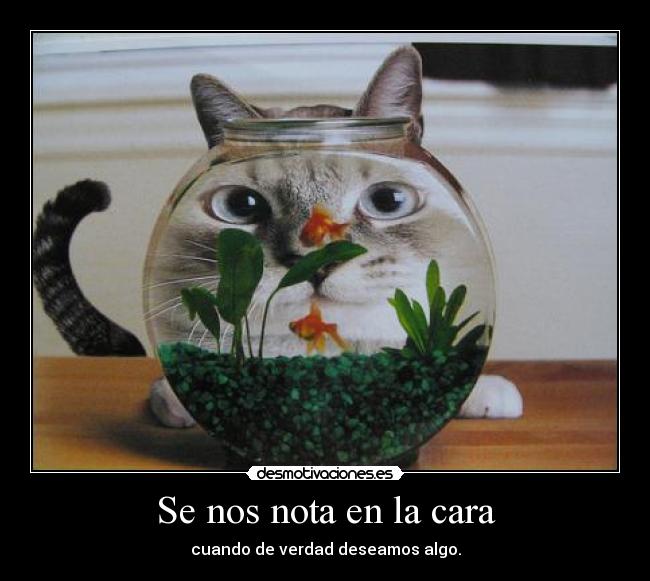 Se nos nota en la cara -